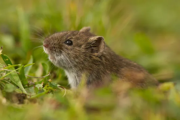 Fältet sork Stockbild