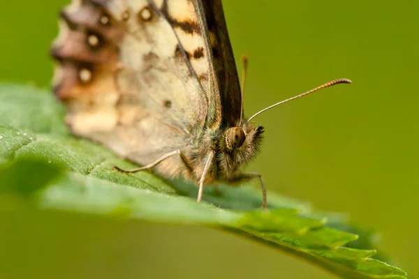 Butterfly on the leaf — Stock Photo, Image