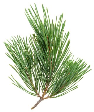 Evergreen pine twig isolated on white, closeup view clipart