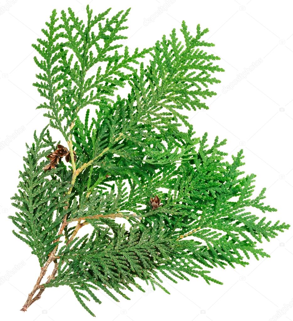 Thuja twig isolated on white, closeup view