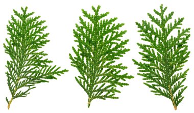 Beyaz, closeup görünümü izole Mazı dal