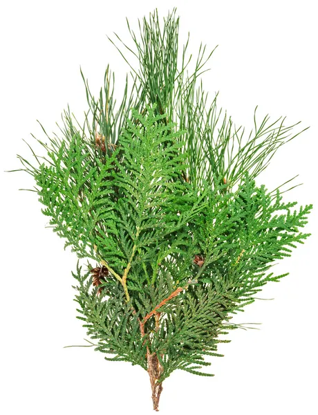 Thuja and pine twigs isolated on white, closeup view — Stock Photo, Image