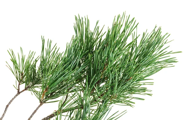 Altijdgroene pine twig geïsoleerd op wit, close-up beeld — Stockfoto