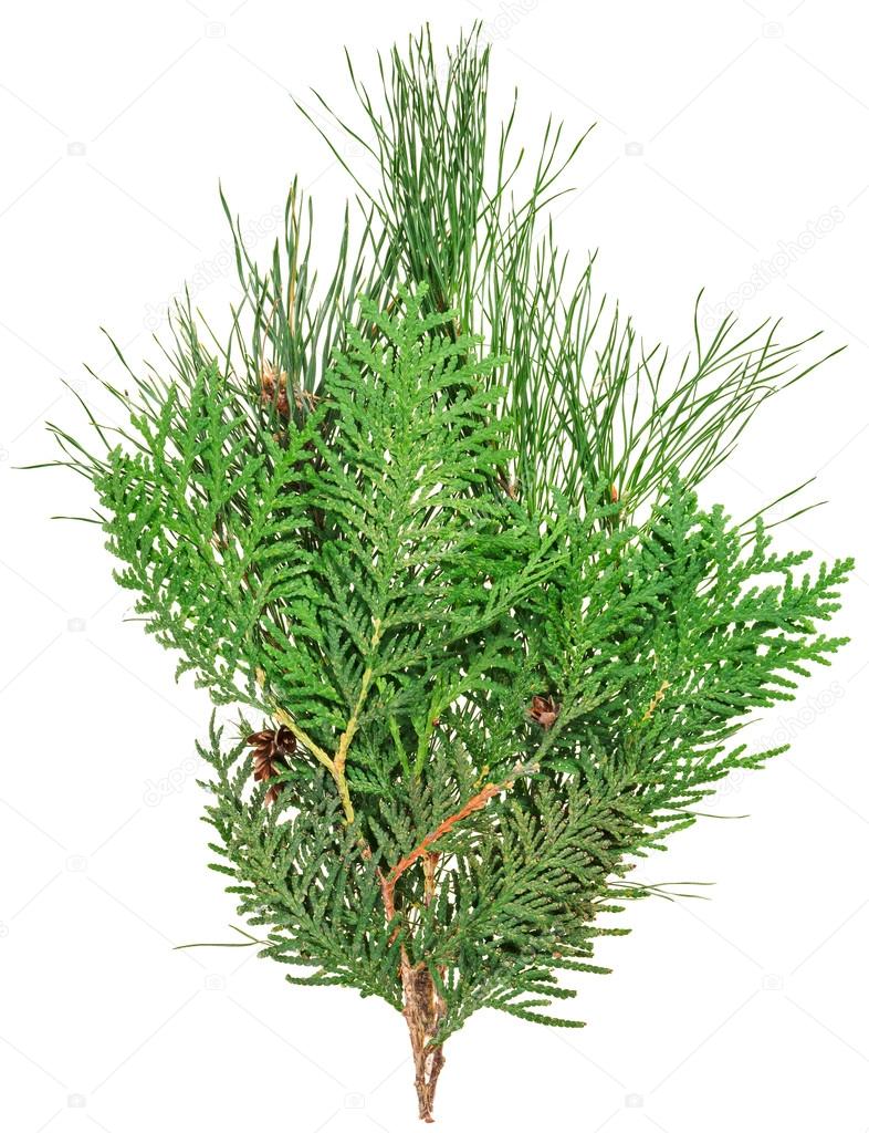 Thuja and pine twigs isolated on white, closeup view