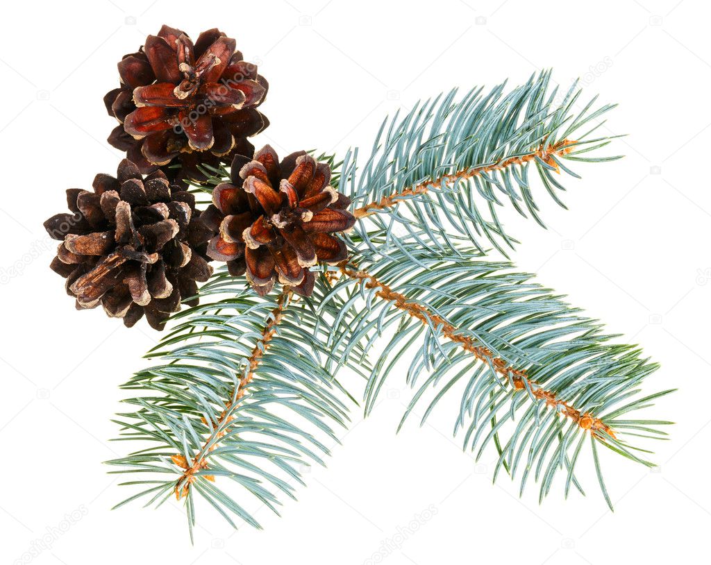 Christmas cone with fir branch, isolated on white