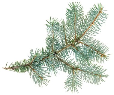 Beyaz, closeup görünümü izole mavi Ladin dal