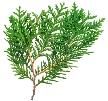 Beyaz, closeup görünümü izole Mazı dal