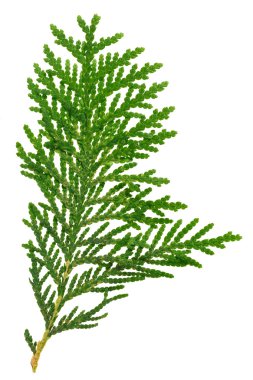 Beyaz, closeup görünümü izole Mazı dal