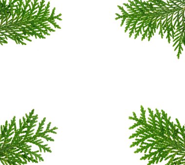 Frame made with thuja twigs isolated on white, copyspaced clipart