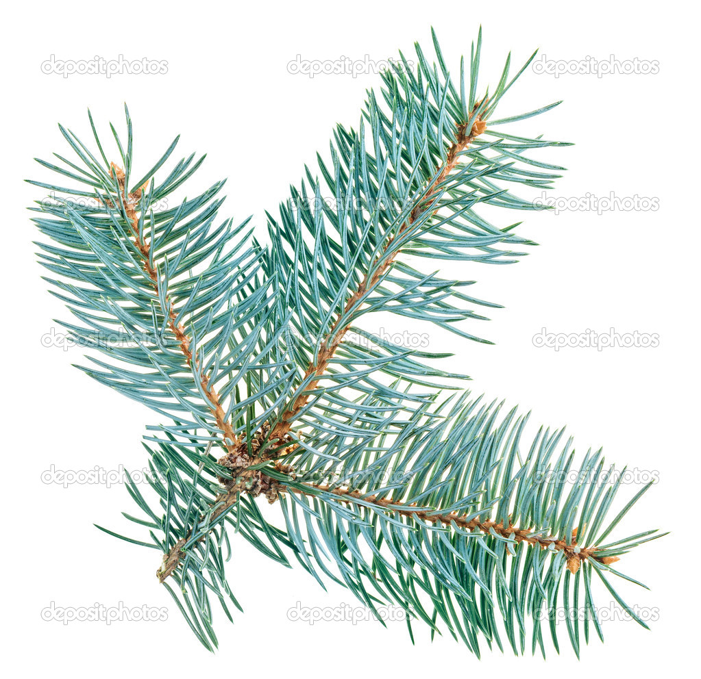 Blue spruce twig isolated on white, closeup view