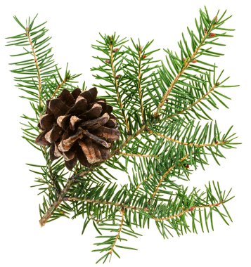 Noel koni üzerinde beyaz izole köknar dalı ile