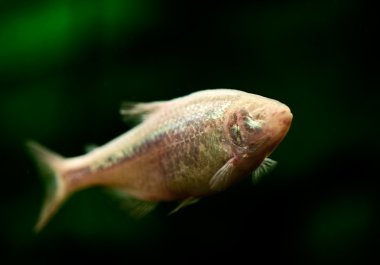 Blind Cave Fish or Mexican Tetra (Astyanax fasciatus mexicanus) clipart