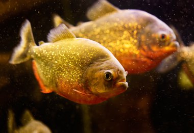 Kırmızı piranha (Serrasalmus nattereri) sualtı Yüzme