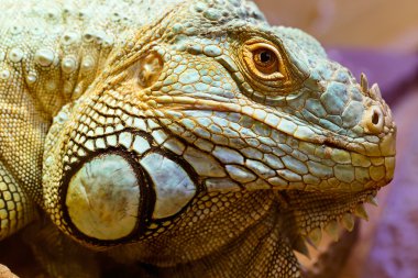 Yeşil iguana baş portresi