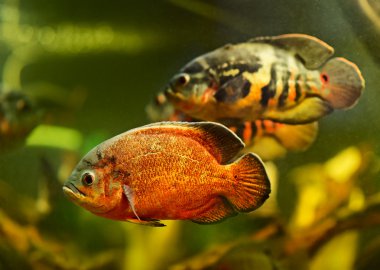 Sualtı Yüzme Oscar balığı (Astronotus ocellatus)