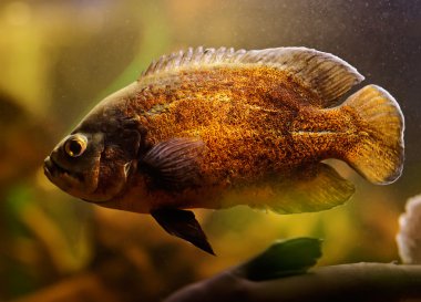 Sualtı Yüzme Oscar balığı (Astronotus ocellatus)