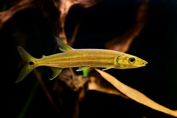 Acqua dolce Barracuda pesce (Ctenolucius hujeta) nuotare sottoterra — Foto Stock