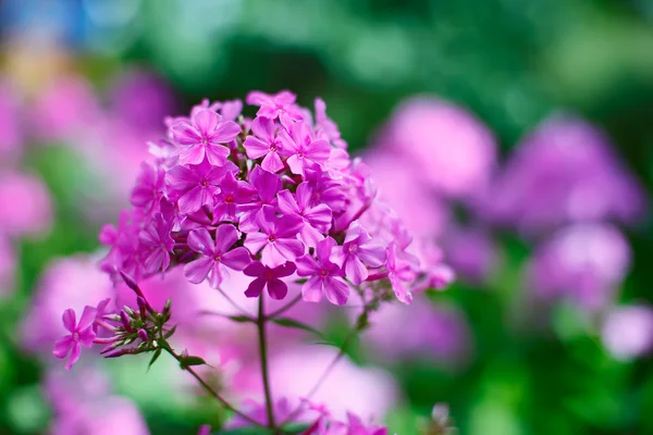 Lila trädgård phlox blommor gäng grunt djup av fältet skott — Stockfoto