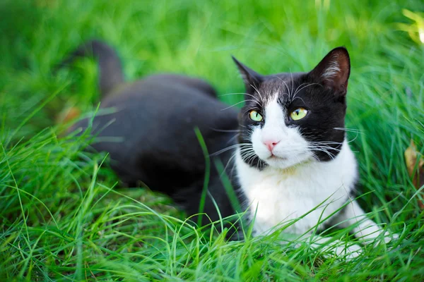 Lindo gato negro acostado en césped de hierba verde —  Fotos de Stock