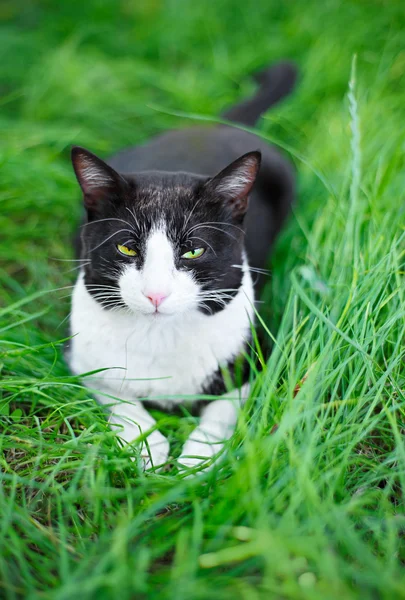 Lindo gato negro acostado en césped de hierba verde — Foto de Stock