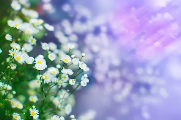 Camomile flowers, shallow depth of field shot with magic colors — Stock Photo, Image