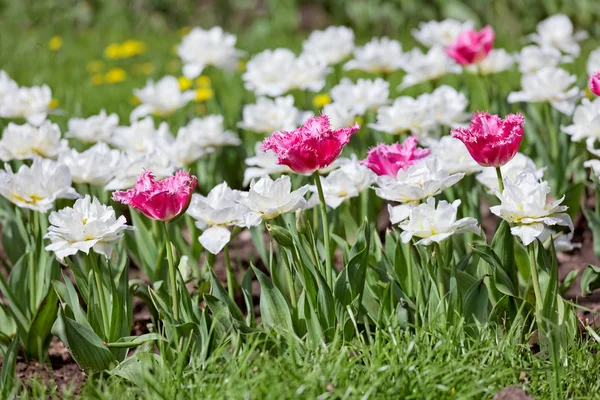 Tulipanes rosados y blancos en lecho de flores — Foto de Stock