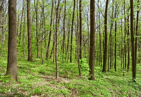 Lövträd (löv) skogen djup i soliga vårdag — Stockfoto