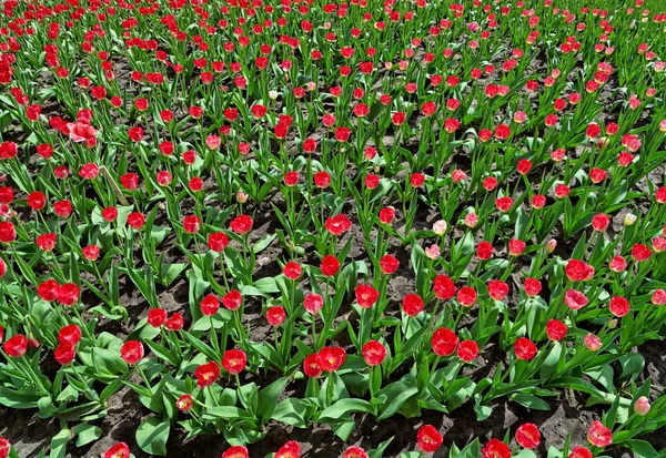 Viele rote Tulpen auf dem Beet, Draufsicht — Stockfoto