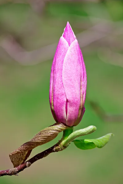 Rosa magnólia flor botão closeup tiro com profundidade rasa de fiel — Fotografia de Stock