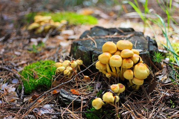 Eski saplama üzerinde yanlış armillaria mantar (Hypholoma fasciculare) — Stok fotoğraf