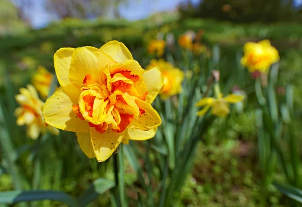 Gula narcisser blomma närbild skjuten med kort skärpedjup — Stockfoto
