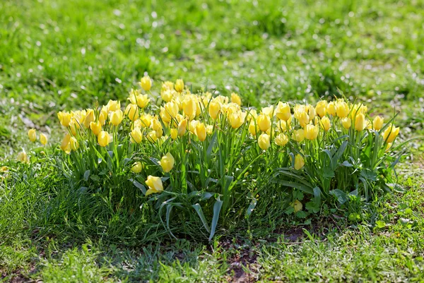 Muchos tulipanes amarillos pequeños en cama de flores — Foto de Stock
