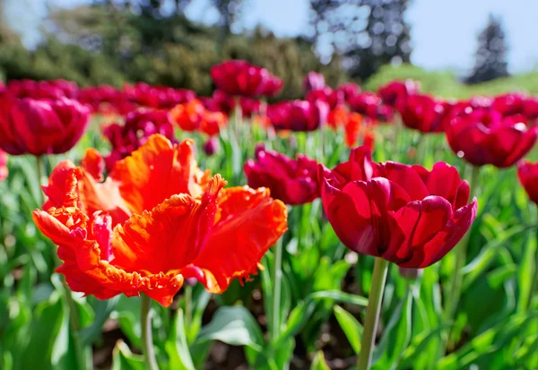Tulipanes tiernos rojos en lecho de flores, vista de primer plano — Foto de Stock