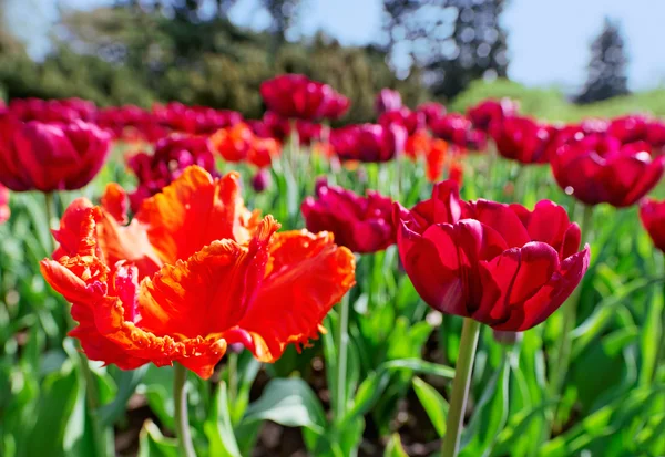 Röda anbud tulpaner på blomma säng, närbild Visa — Stockfoto