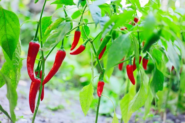 Hot red chilli pepper husks growing in the vegetable garden — Stock Photo, Image