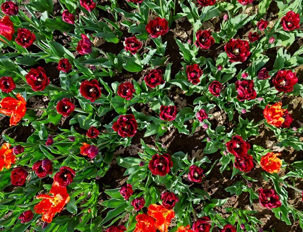 Muitas tulipas vermelhas no canteiro de flores, vista superior — Fotografia de Stock