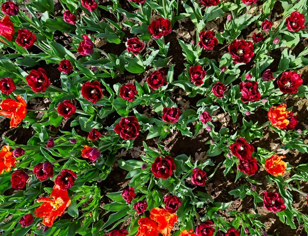 Många Röda tulpaner på blomma säng, ovanifrån — Stockfoto