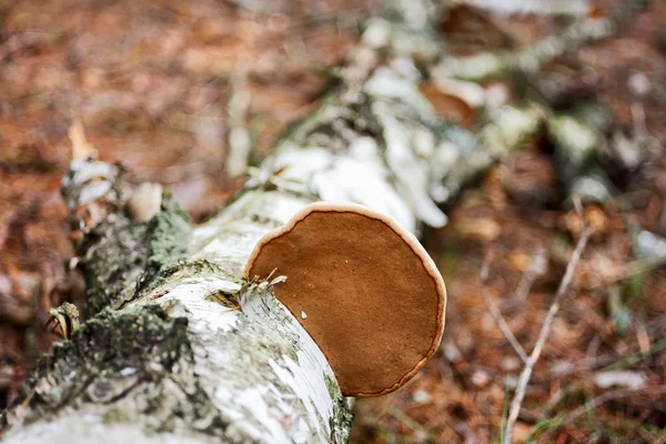 Wood fungus on fallen birch trunk — Stock Photo, Image