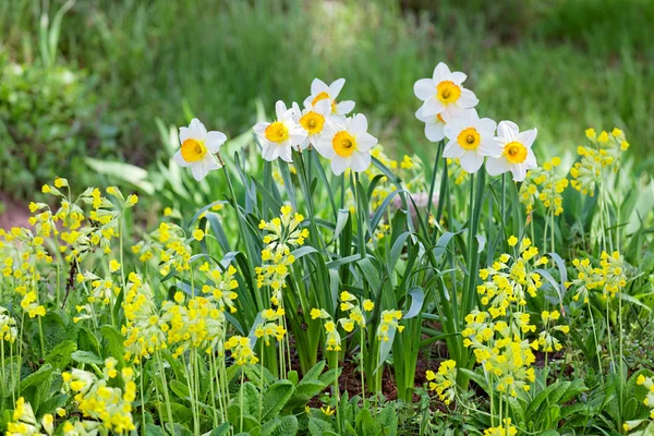 White and yellow narcissus on landscaping design flower bed — Stock Photo, Image