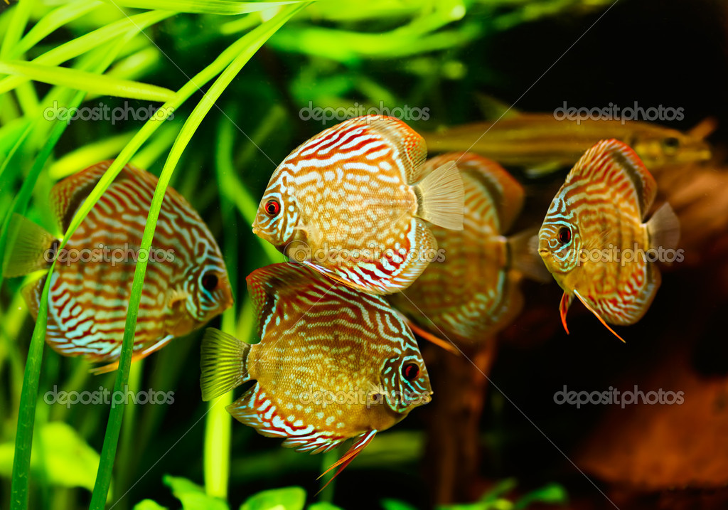 Discus fish (Symphysodon) swimming underwater — Stock Photo © MrHamster