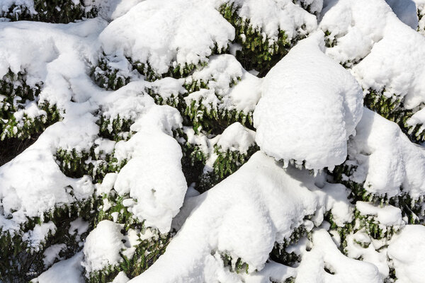 Ветви ели покрыты сухим снегом, на фоне зимы крупным планом
