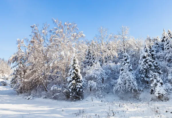 Зимний лесной ландшафт с деревьями, покрытыми твердым снегом — стоковое фото