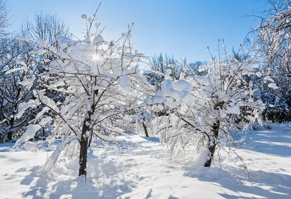Winter landscape with two trees covered by hard snow and bright — Stock Photo, Image