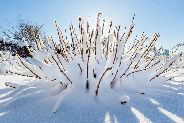 Sneeuw bedekt bush voor blauwe hemel, brede hoekmening — Stockfoto