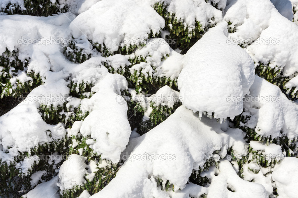 Spruce branches covered by hard snow, closeup winter background