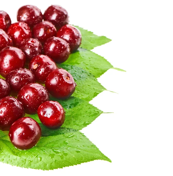 Many red wet cherry fruits (berries) on green leaves, isolated w — Stock Photo, Image