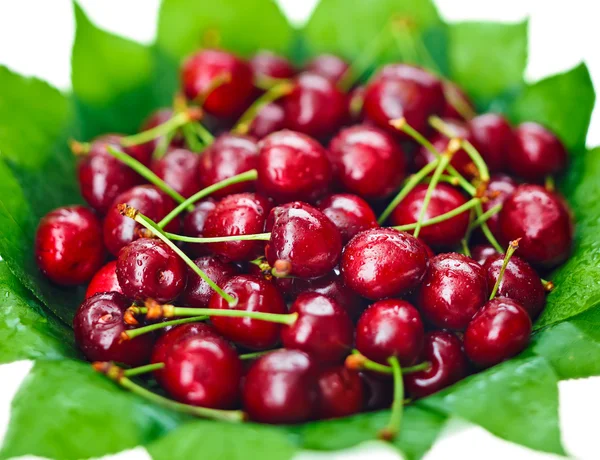 Viele rote Kirschfrüchte (Beeren) auf grünen Blättern in runden Pl — Stockfoto