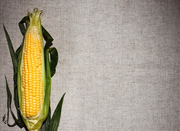 Één maïs oor op grijze linnen doek, met kopie space-ontwerp — Stockfoto