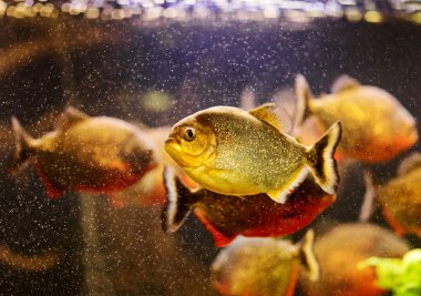 Kırmızı piranha (Serrasalmus nattereri) sualtı Yüzme