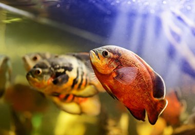 Sualtı Yüzme Oscar balığı (Astronotus ocellatus)